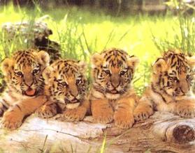 Click here to order the tiger cub poster, or to view other animal poster images.
