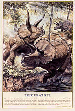 Click here to order this Triceratops dinosaur poster, to zoom in, to read text, or for more information.