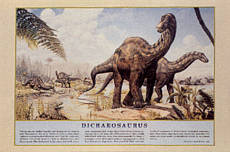 Click here to order this Dicraeosaurus dinosaur poster, to zoom in, to read text, or for more information.