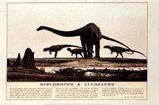 Click here to order this Diplodocus & Allosaurs dinosaur poster, to zoom in, to read text, or for more information.