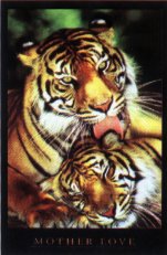 Click here to order the Motherly Love tiger and cub poster or to view more animal feelings posters.