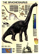 Click here to order this Brachiosaurus dinosaur poster, to zoom in, to read text, or for more information.