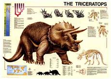 Click here to order this Triceratops Chart dinosaur poster, to zoom in, to read text, or for more information.