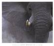 Please click here to order this elephant image, or to zoom in , or to read the text, or for more information.