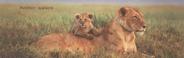 Please click here to order this lion poster, or to zoom in, or for more information on the Mother Nature african lioness & cub poster.