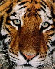 Click here to order the Tiger Close-Up poster.
