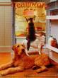 Please click here to order this cat and dog teamwork  poster, or to zoom in, or to read the text, or for more information.