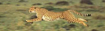 Cheetahs are the fastest land animal on Earth. Great Blue Marble has the fastest, largest, tallest, biggest, and the smallest animals of the animal kingdom.