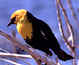 Hi, I am known as Xanthocephalus or yellow-headed blackbird.