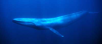 The blue whale is the largest animal on earth. This undersea blue whale image was taken off the coast of California by ocean photographer Mike Johnson. Copyright Mike Johnson.