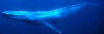 Blue Whales are the largest animal on Earth. Great Blue Marble has the fastest, largest, tallest, biggest, and the smallest animals of the animal kingdom. Blue whale image copyright Mike Johnson.