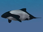 The Commerson's Dolphin is one of the smallest dolphins in the world. This Commerson's Dolphin image shows their unique body coloring.
