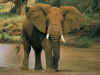 The elephant is the largest living land animal. Click on the elephant image for a larger image. Great Blue Marble Nature has the Seven Natural Wonders of the World,  plus the tallest, highest, biggest, deepest of the world's mountains, caves, continents, glaciers, rivers, lakes, oceans, trenches, and deserts in images, pictures, and photos. Plus climate change news, and wonders of earth from space.