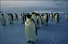 Click on the Emperor Penguin colony images for a larger image. The Emperor Penguin is the largest species in the penguin family. Emperor penguins reside in Antarctica.