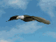 Great Blue Marble has animal facts, animal animation, animal images, animal cartoons, and animal sounds. Great Blue Marble has land animals, forest animals, zoo animals, birds, dolphins, sea animals, wildlife, and animal kingdom news. Great Blue Marble is a fun learning resource for teachers, parents, students, and children.