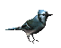 3.) Blue Jay
