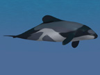 The Hector's Dolphin is one of the smallest dolphins in the world. This Hector's Dolphin image shows their unique body coloring.