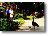 Singapore Zoo - Free ranging peacocks.