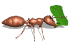 Animated ant with a leaf. Many ants exhibit parental care, carrying food to their larvae, and cleaning and guarding nests.
