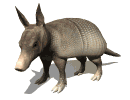 Hi. I am an armadillo and we live in Central and South America. We eat insects, worms, and fruit.
