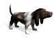 Basset Hound Dog.