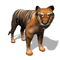 Hi, I am a Bengal tiger. I live in Asia and I grow up to 10 feet long.
