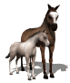 A baby horse is called a foal or a colt (M) or a filly (F).