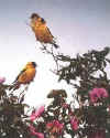 Click on the golden finches for a large image.