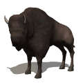 I am a buffalo or bison. They both start with "B".