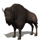 Buffalo or bison live in North America. Continents features the continents from space, maps of continents, animal locations, geography facts, and endangered species news.