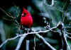 Click on the red cardinal for a large image.