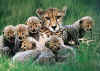 Click on cheetahs for a large image.