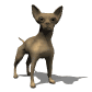 Chihuahua Dog.