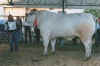 Click here for a larger image of the Chianina cow, the largest cow in the world. The average Chianina bull weighs 3,000 pounds. The largest Chianina bull on record weighted 4,300 pounds.