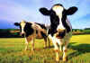 Click on the cows to view a large image.