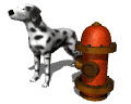 Dalmatians, and other dog breeds, help fire and police departments in search and rescue.