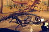 Click here for a large image of this allosaurus fossil from the Royal Tyrell Museum in Drumheller, Alberta, Canada.