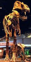 Click here for a large image of this tyrannosaurus fossil from the Royal Tyrell Museum in Drumheller, Alberta, Canada.