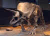 Click here for a large image of this triceratops fossil from the Royal Tyrell Museum in Drumheller, Alberta, Canada.