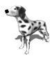 Dalmatian Dog.