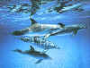 Click on dolphins for a large image.