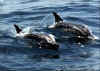 Click on dolphins for a large image.
