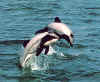 Click on dolphins for a large image.