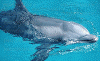 Click on dolphin for a large image.