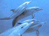 Click on dolphins for a large image.