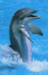 Click on dolphin for a large image.