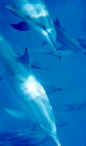 Click on dolphins for a large image.