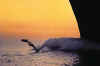 Click on dolphin for a large image.