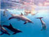 Click on dolphins for a large image.