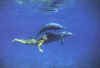 Click on dolphins for a large image.